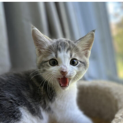 Feral Torbie