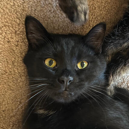Penumbra Black Shorthair Kitten with Orange Eyes
