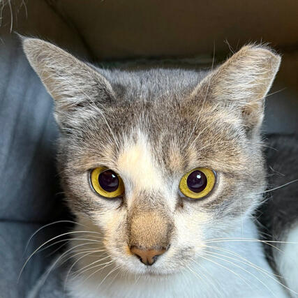 Luigi Grey and White Shorthair