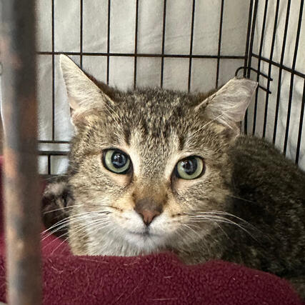 Marshall Brown Tabby Domestic Shorthair