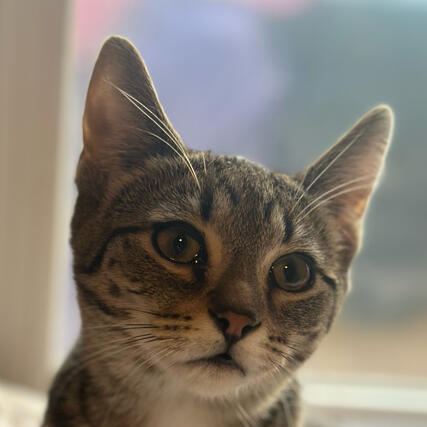 Melon Young Brown Tabby Domestic Shorthair