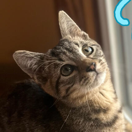 Mouse Friendly Young Brown Tabby