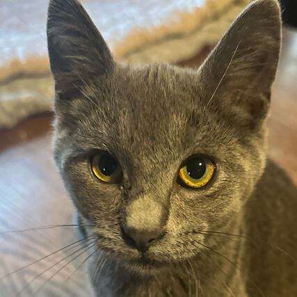Mojito Young Grey Shorthair Female