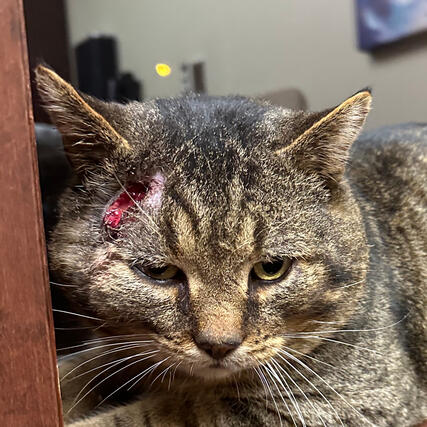 Injured Tabby Cat