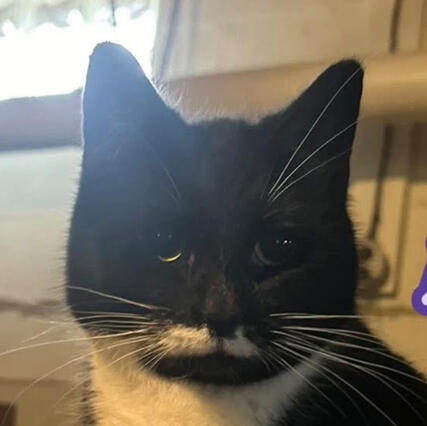Aria Black and White Shorthair Cat