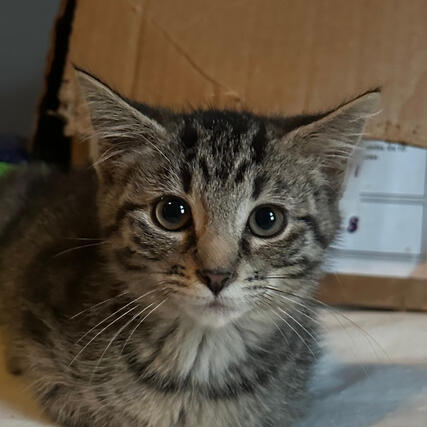 Young Brown Tabby Kitten - Shorthair