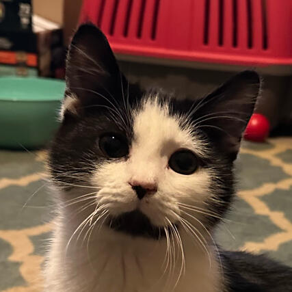 Black and White Shorthair Kitten
