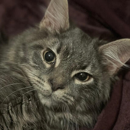 Longhair Grey Tabby Kitten
